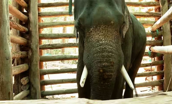 Cataracts in both eyes of PT 7; Surgery is impossible in the current situation