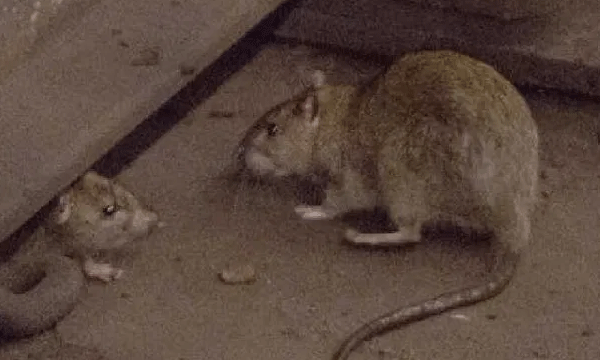 Each rat costs Railways Rs 41,000: Rs 70 Lakh spent