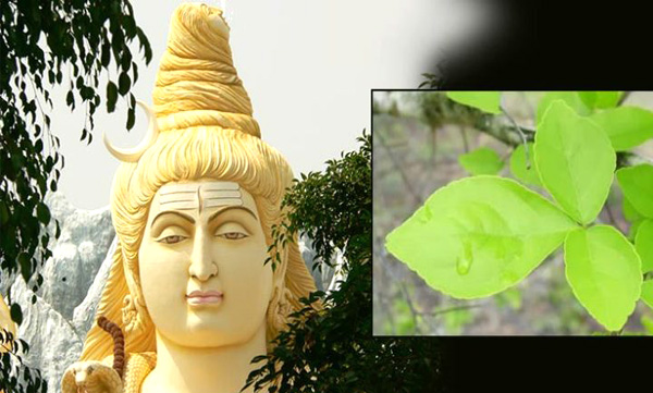 The greatness of the koovala leaf