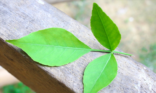 The greatness of the koovala leaf