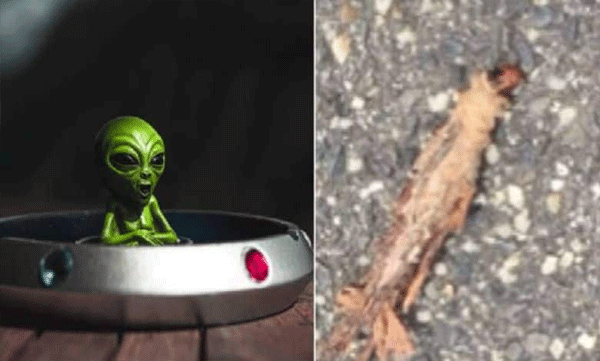 alien like creature found in the ground in rain australia
