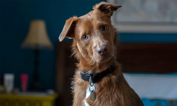  Brucella Canis, Incurable Dog Disease, Spreads To Humans In UK