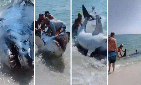 Huge shark washes ashore: Tourists try to save lives
