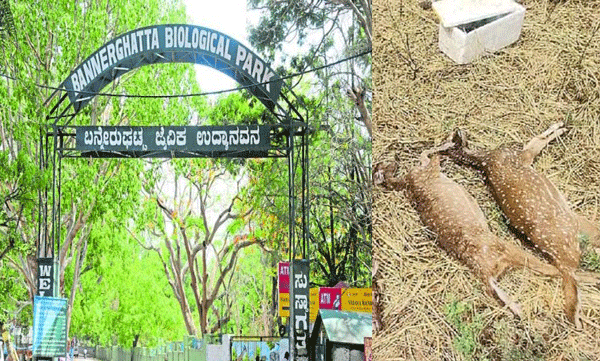 16 deer die bengaluru biological park forest minister zoos high alert