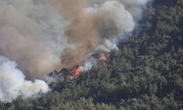 Firecracker prank: 28 acres burnt: 16-year-old arrested