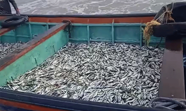 Illegal fishing in Thikodi: Boats carrying small sardines caught