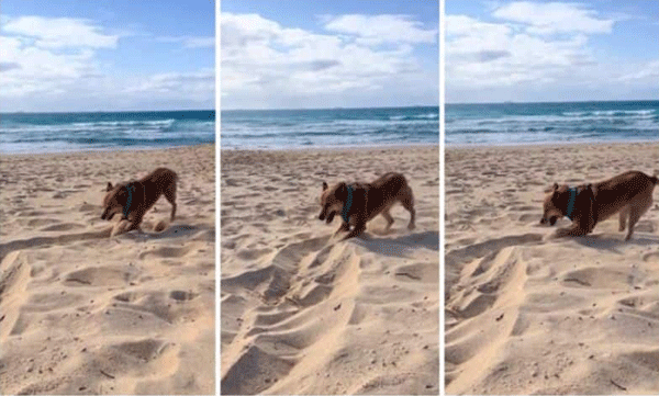 Puppy overjoyed in beach sand: Owner shares funny video