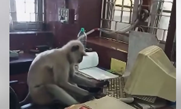 Monkey working on computer in office - video viral