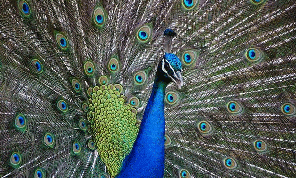 150 percent increase in peacock numbers: Report says Kerala is heading for dry season