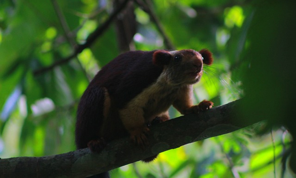 Free entry to public at wildlife sanctuaries: Offer valid from 2nd to 8th October only