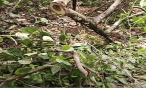 sanndalwood-thieves-arrested-in-kannur