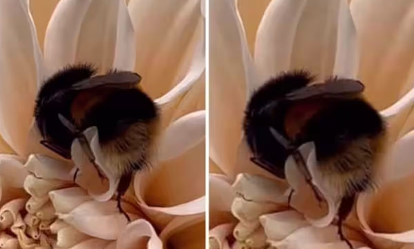 Bee asleep after drinking honey from flower:  Funny video goes viral