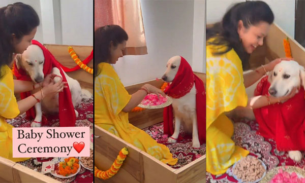 Owner Celebrates Pregnant Dog's Baby Shower; The video went viral