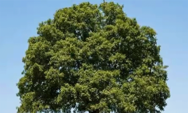 What is the most expensive tree in the world? Netizens with questions and answers on social media