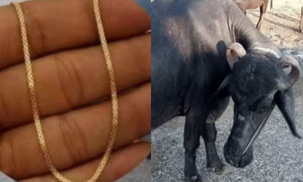
Three and a half Pawan gold necklace in buffalo's stomach: doctor surgically removes it