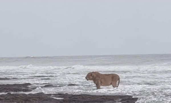 Lion king enjoying the beauty of the Arabian Sea on the coast of Gujarat: Shocking footage goes viral