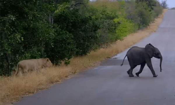 Lions hunt stranded cub in jungle: Shocking footage goes viral