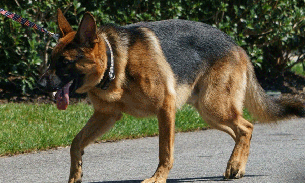 Joe Biden's Dog Commander Removed From White House After It Bit Staff