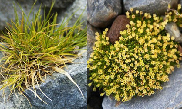 Growing concern of flowering plants in Antarctica: Not a good sign, researchers say