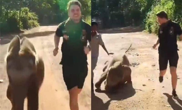 Elephant calf slips and falls while running with trainer: Funny sight goes viral