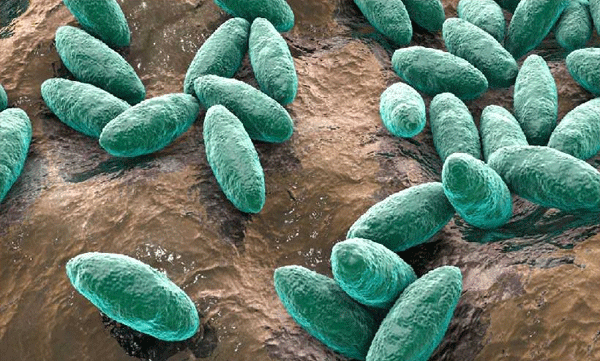 brucella confirmed in thiruvananthapuram
