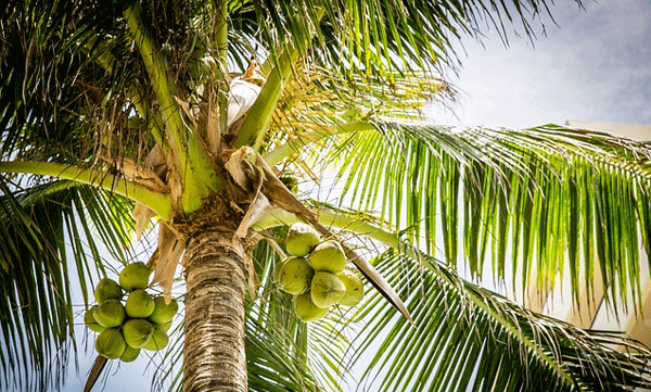 new project  reached  to solve all coconut farm  related problems: Coconut Development Board  introduced call center