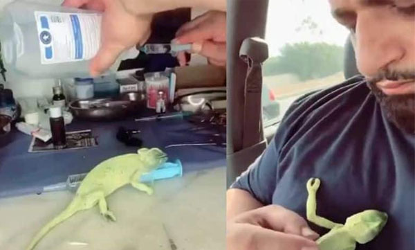 
chameleon  after struggling with death: The young man was brought back to life with artificial respiration and medicine