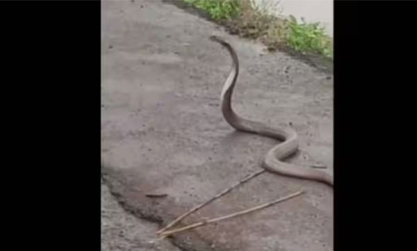A group of youths celebrate the cobra's birthday; Snake from the front 