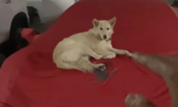 He is rich by heart': Netizens clapped for Hyderabadi man who sat a stray dog ​​in his luxury Ferrari