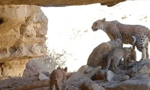 rare-persian-leopards-captured-in-trap-camera