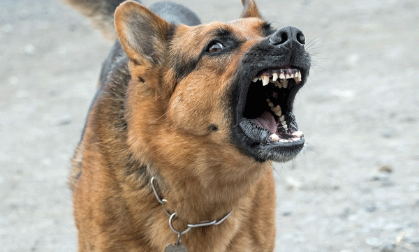 Angry at couple for refusing job offer: Farm owner unleashed pet dog on their daughter