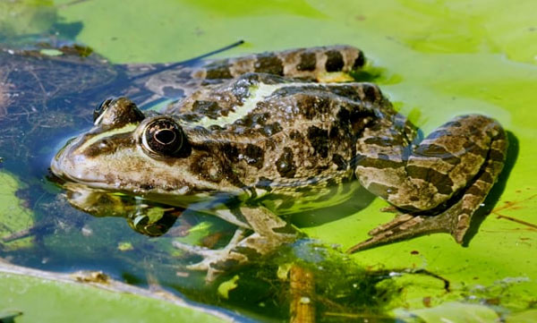 Female frogs lie dead to avoid male frogs, researchers new study