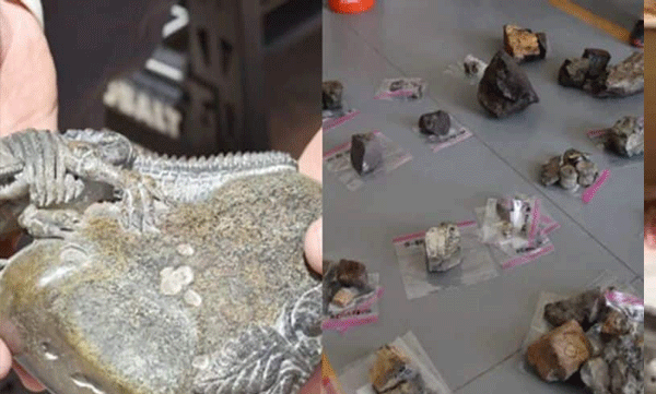 four-us-citizens-steal-dinosaur-bones-worth-1-million-dollar