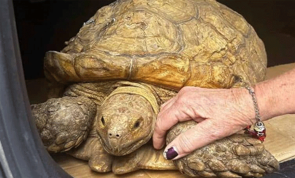 Missing turtle found after three-and-a-half-year search: incident in Florida