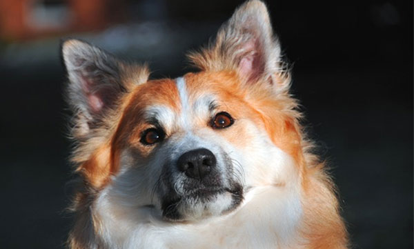 
The dog was brutally raped; When the neighbors saw it, they threw it down from the building; The accused was arrested