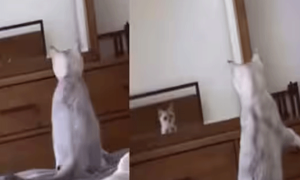 cat-confused-after-seeing-his-ears-in-mirror