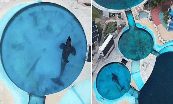 World's loneliest whale: 20 years of isolation