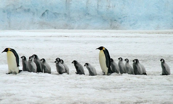 First confirmed case of bird flu in Antarctica: brown skuas affected