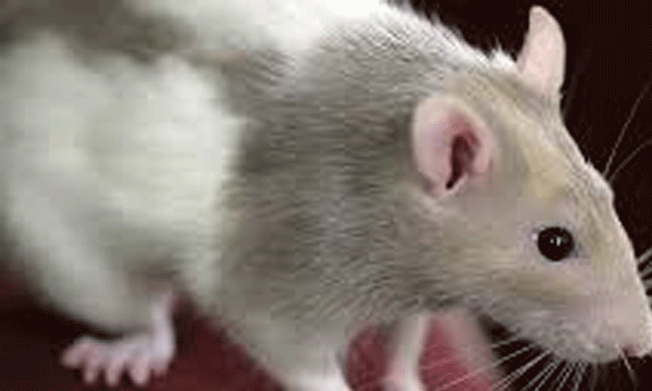 Experiment to grow mouse embryos in space station successful