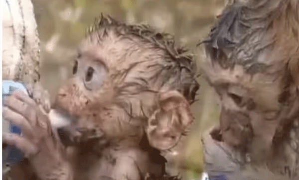 video-of-two-baby-monkeys-who-survived-the-flood-waiting-for-a-bottle-milk