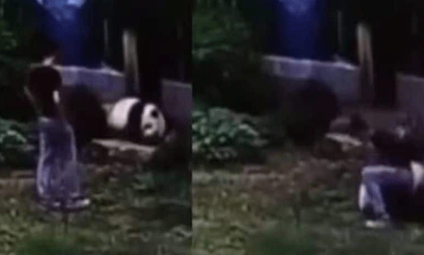 Young man climbs into cage to see panda: Then what happened...shocking video goes viral