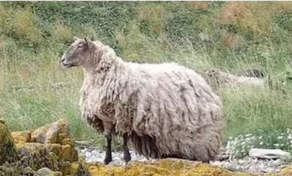 Goat must be freed after two years in isolation: UK animal lovers with strange demand