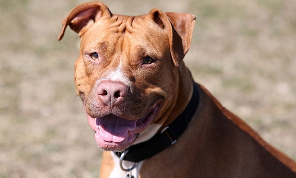 
The dog defecated near the house; Brutality by unleashing a pitbull on the questioned woman