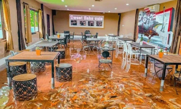 How about a cup of coffee with your feet in the water where the fish swim? Then go here... viral video