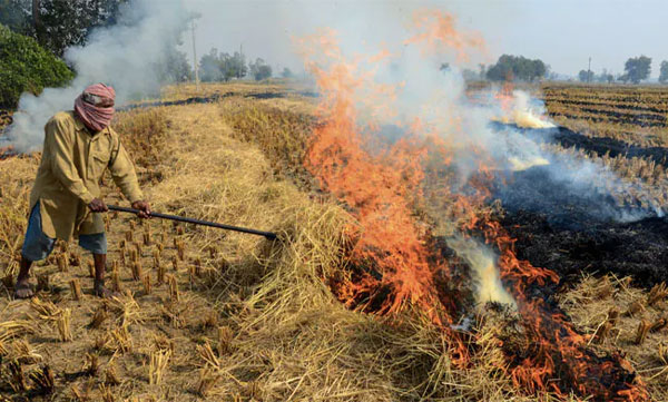 Delhi Air Pollution: Court Asks Punjab, Delhi & Adjacent States to Stop Stubble Burning