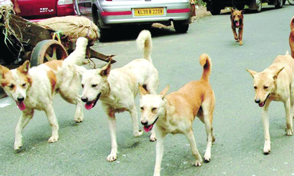  existing laws not suitable for stray dog control: state govt in supreme court