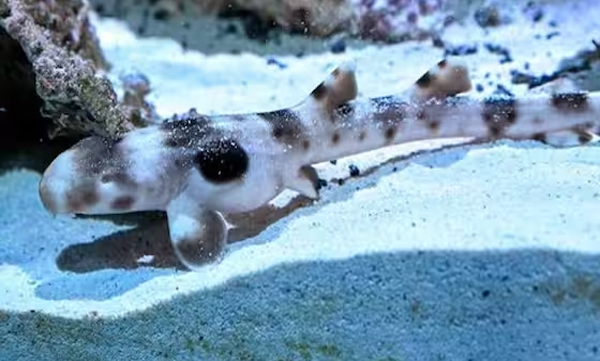 Life without male contact for four years: Shark gives birth to baby