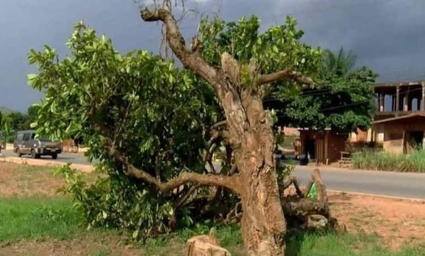 300-year-old tree cut down in Ghana: Locals protest cutting of healing tree
