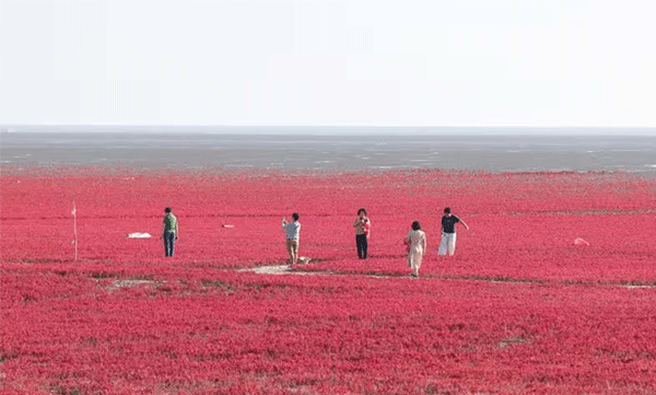 The eye-catching sight: A beach covered in red carpet, pictures go viral