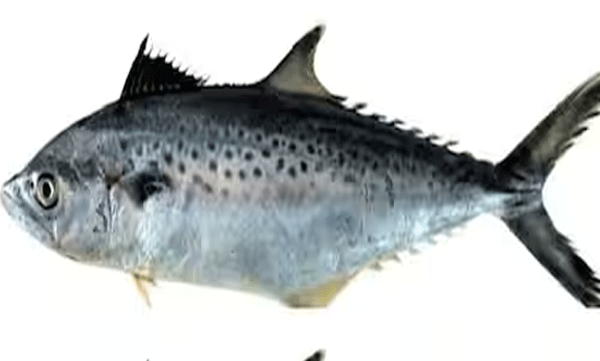 significant-discovery-by-researchers-find-two-indo-pacific-king-mackerel-to-the-sea-wealth